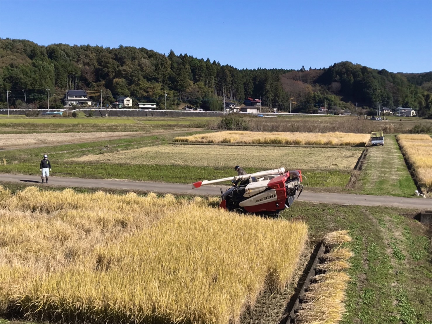 稲刈りの様子（９月）