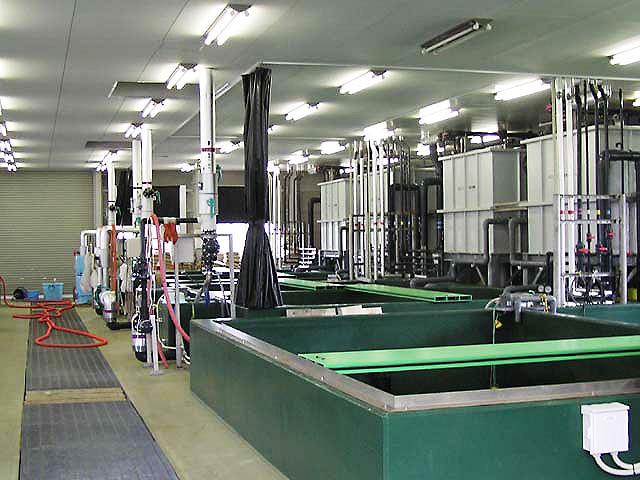 アユの人工種苗生産研究施設