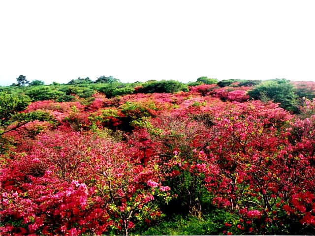 八幡のつつじ群生地遠景