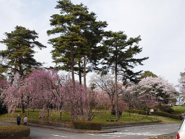 シダレザクラのお花見ができる公園