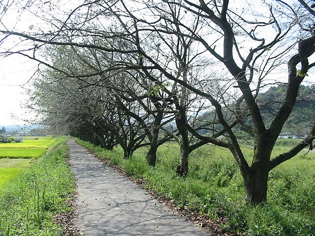 約2キロにわたる桜つつみ