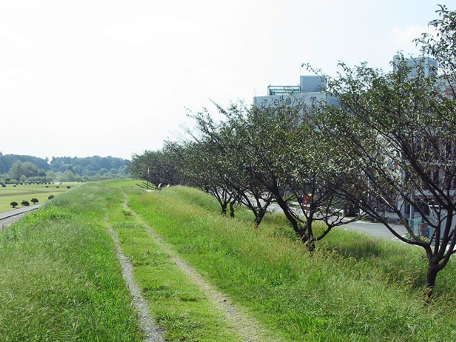 色彩豊かな思川桜