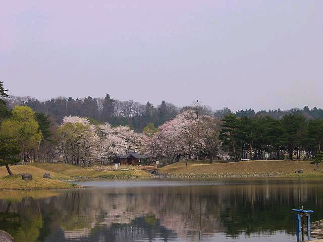 桜の花が穏やかな春の訪れを告げてくれます。