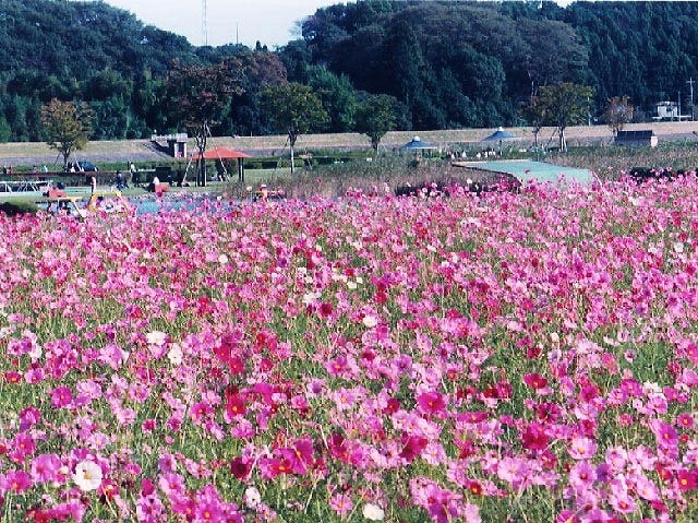 秋の彩りコスモス畑