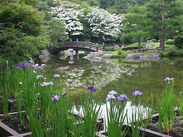 皇居から移植のナスヒオウギアヤメと松景橋