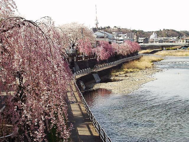 宮の橋から上流にかけての桜並木