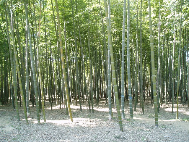 CMも撮影された竹林