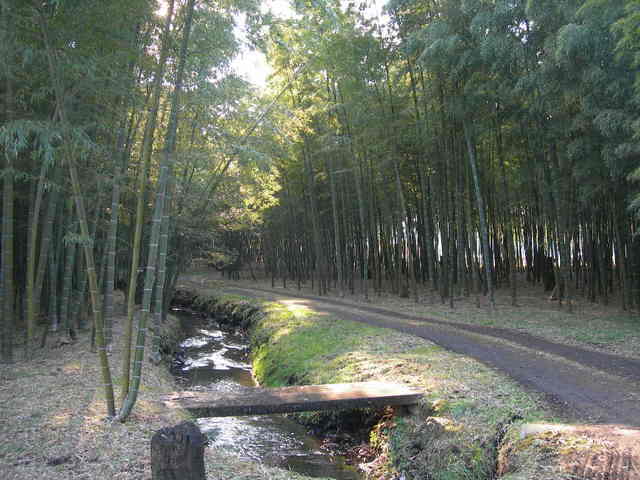 竹林内に小川のせせらぎもあります