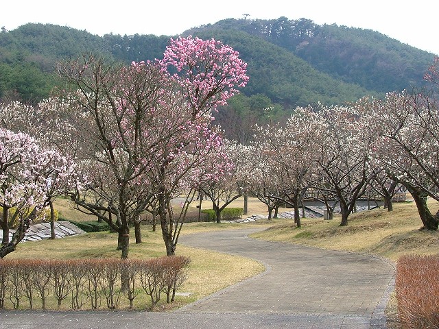 梅林公園３