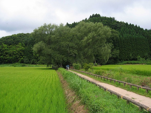 田んぼに囲まれた柳の木。芭蕉をはじめ数々の俳人が歌を詠んだ。