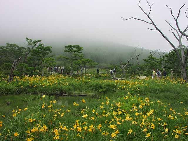 園地から１５分ほど歩くと沼ッ原湿原へ　写真は７月のニッコウキスゲ