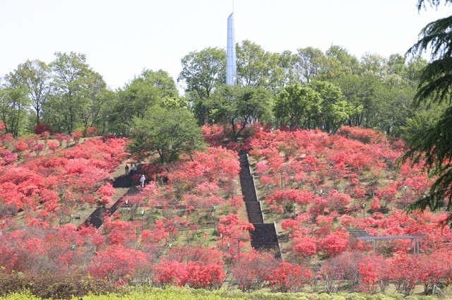 約３０００株のヤマツツジが園内を赤く染める。