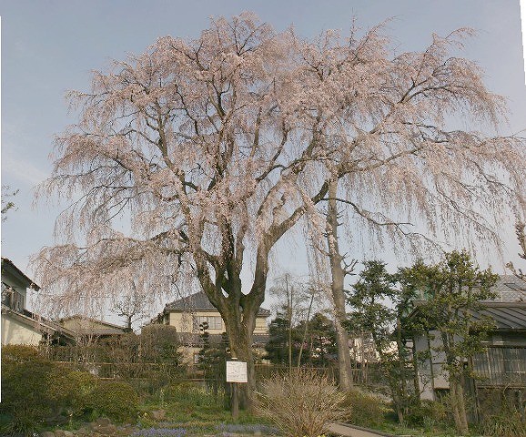 樹齢１７０年のシダレザクラ