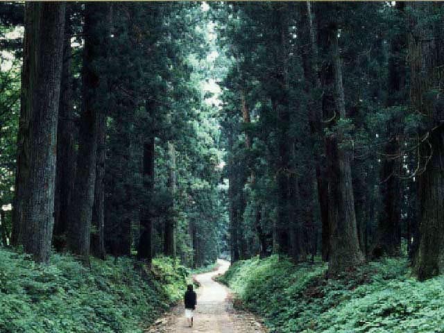 ３８０年の歴史を物語る日本一の杉並木