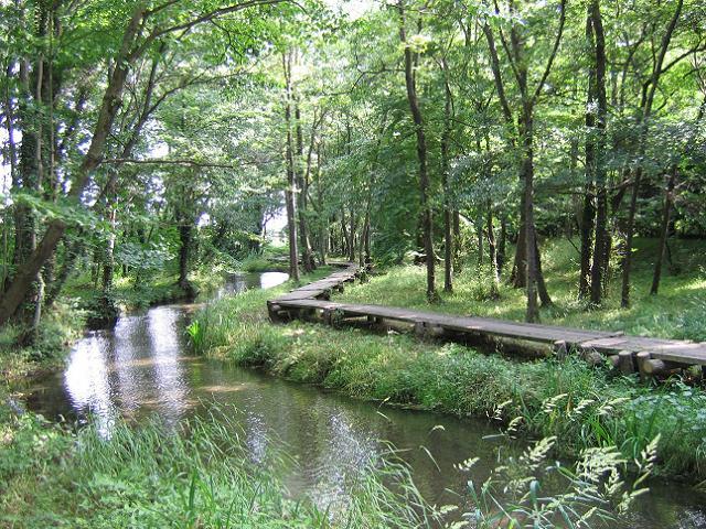 木々に覆われた木道、約１．４ｋｍ