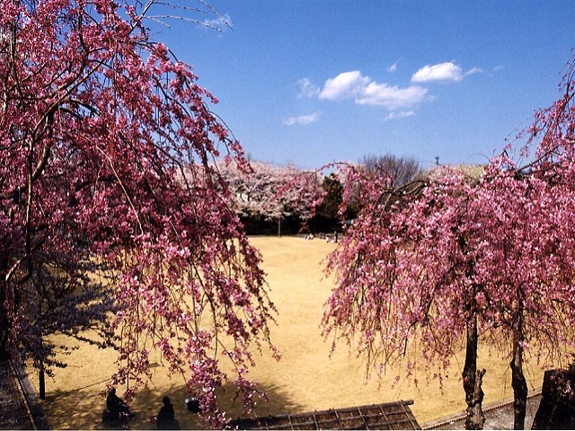 公園内は一面の芝生