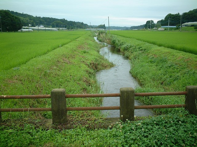 橋の上より大川の上流方向を望む