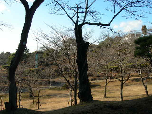 公園内には800本の桜と5000株のつつじがある