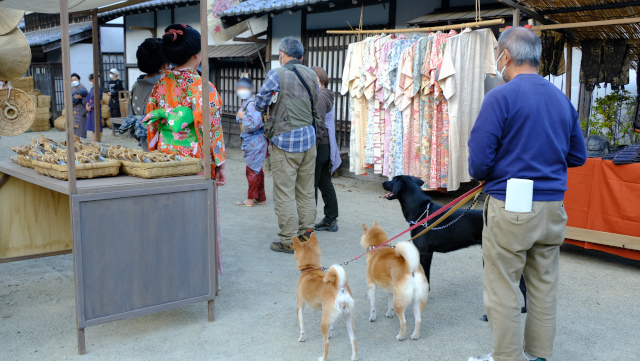 ロケ風景(江戸村)：町人たちに恐れられたお犬様たちですが、待機中はとてもお利口さんでした。