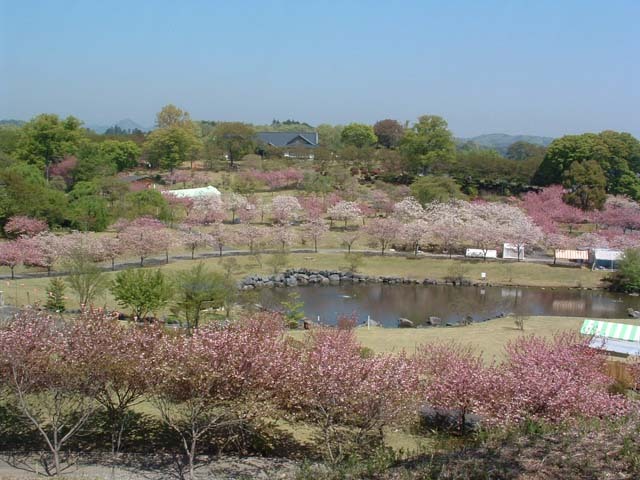 広大な芝生の中には修景池がある。公園内には各種桜が植栽され、春はピンク、夏は緑と公園内を彩る。高台にある建物はつがの里管理施設ふるさとセンター(和風建築)。