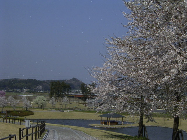 園内８００本の桜