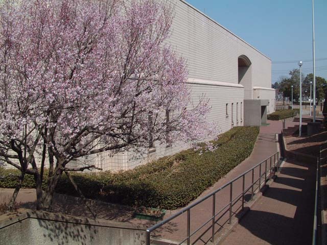 桜