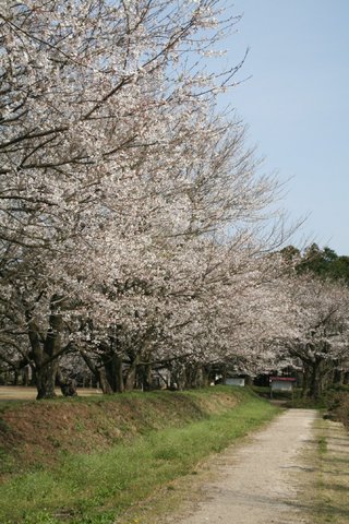 桜並木