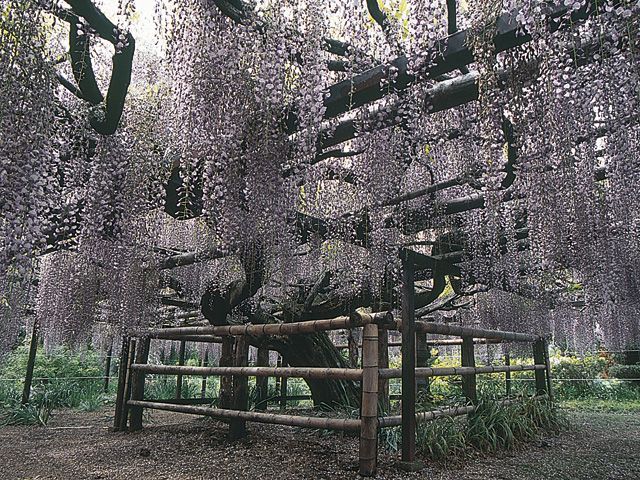 竜蔵寺の六尺藤