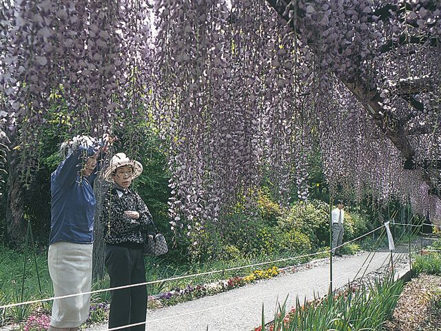 竜蔵寺の六尺藤