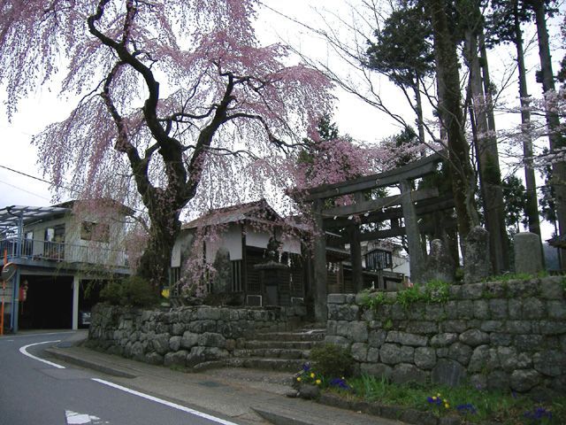 しだれ桜