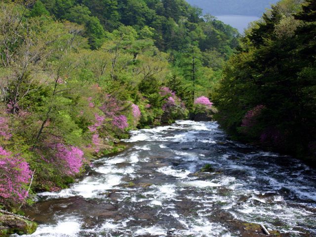 竜頭の滝のツツジ