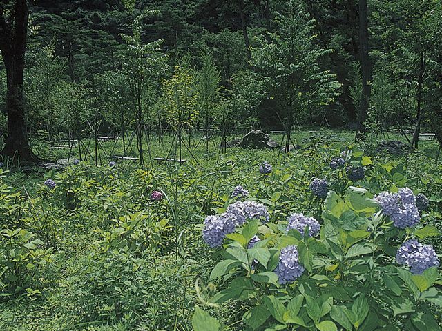 あじさい公園