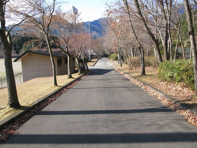 公園内にある並木の坂道