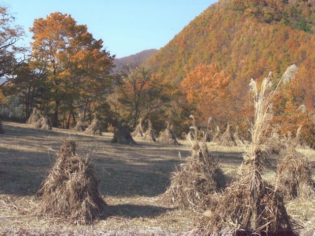 水芭蕉周辺