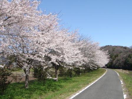 桜づつみ