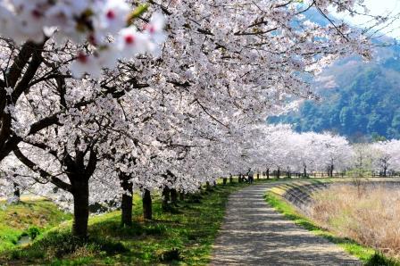 春には川沿いの桜並木の花が見頃です。