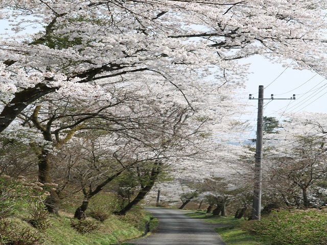 荒川の桜並木