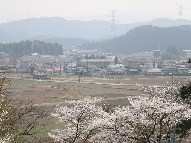 荒川の桜並木